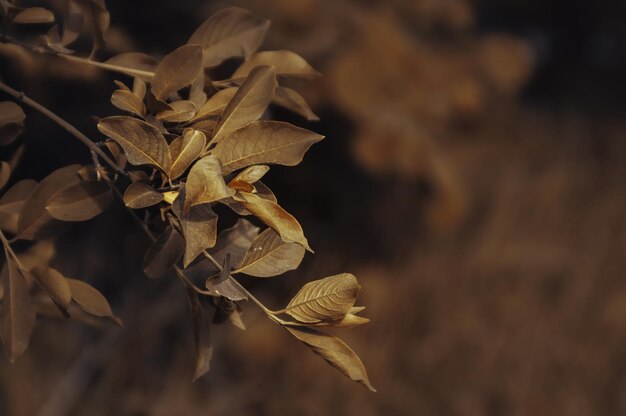 Close-up of wilted plant