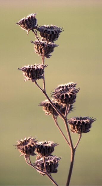 Foto prossimo piano della pianta appassita