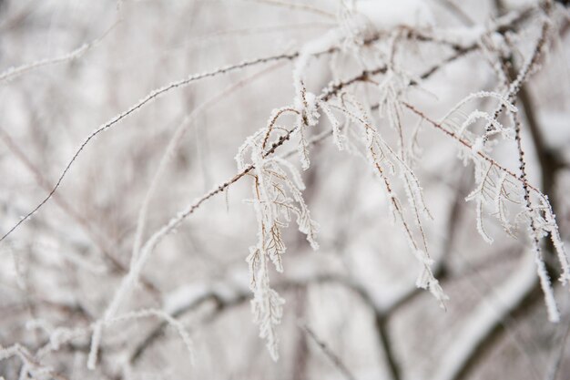 Photo close-up of wilted plant