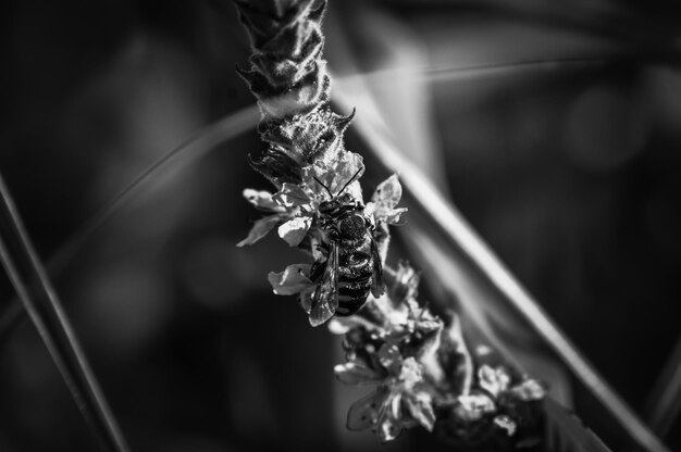 Close-up of wilted plant