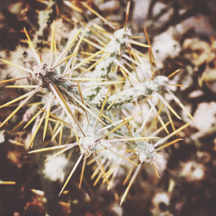 Photo 枯れた植物のクローズアップ