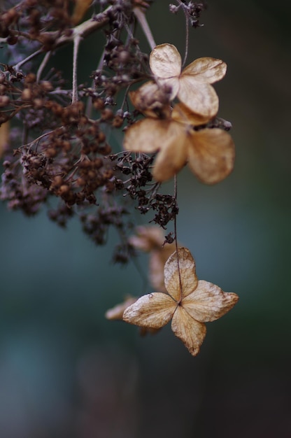 Photo close-up of wilted plant