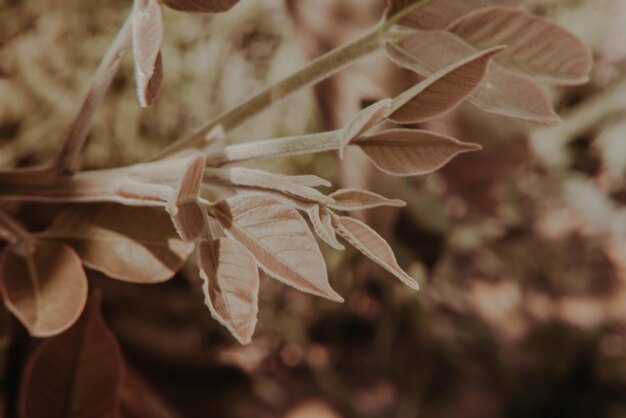 Photo close-up of wilted plant