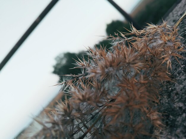 Photo close-up of wilted plant