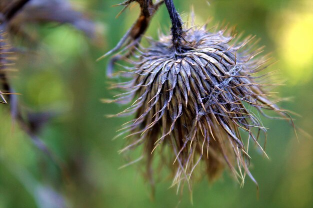 Photo close-up of wilted plant