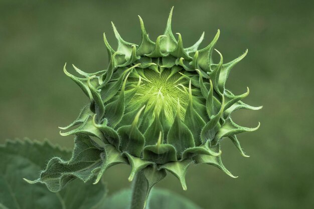 Close-up of wilted plant