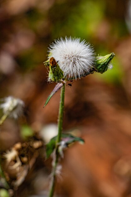 Close-up of wilted plant