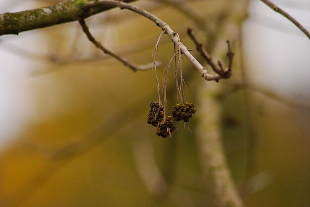 Close-up of wilted plant