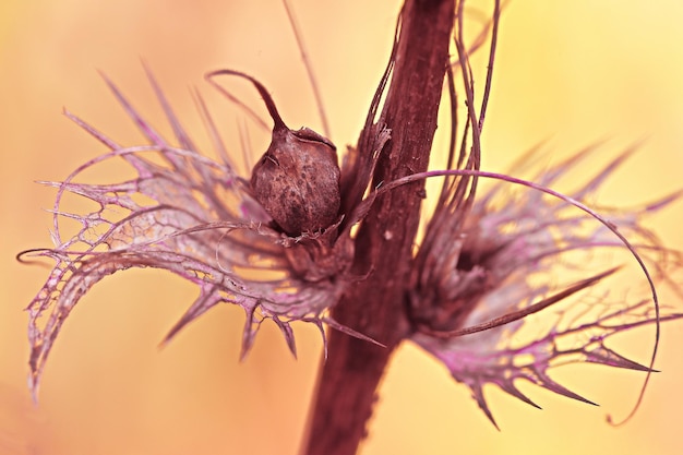 Photo close-up of wilted plant