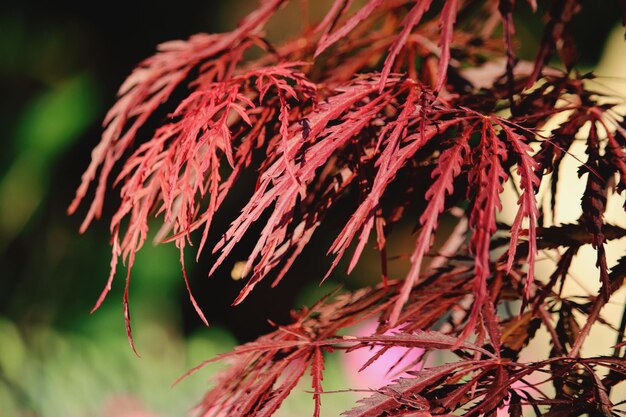 Photo close-up of wilted plant