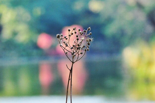 Close-up of wilted plant