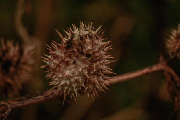 Close-up of wilted plant