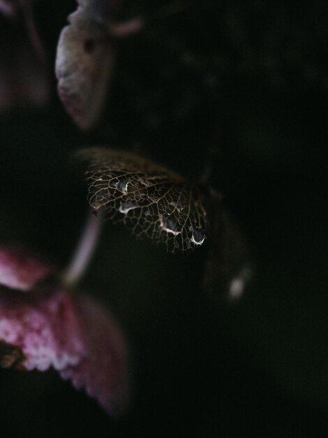 Photo close-up of wilted plant