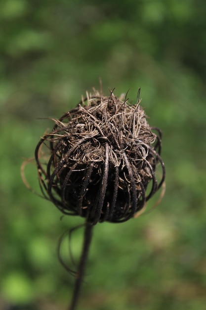 Close-up of wilted plant