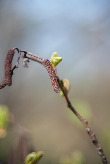 Close-up of wilted plant