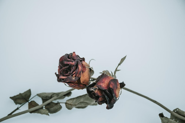 Photo close-up of wilted plant