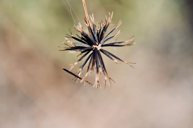 Photo close-up of wilted plant