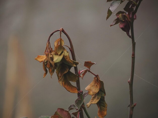 Photo close-up of wilted plant