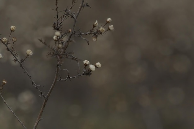 Close-up of wilted plants