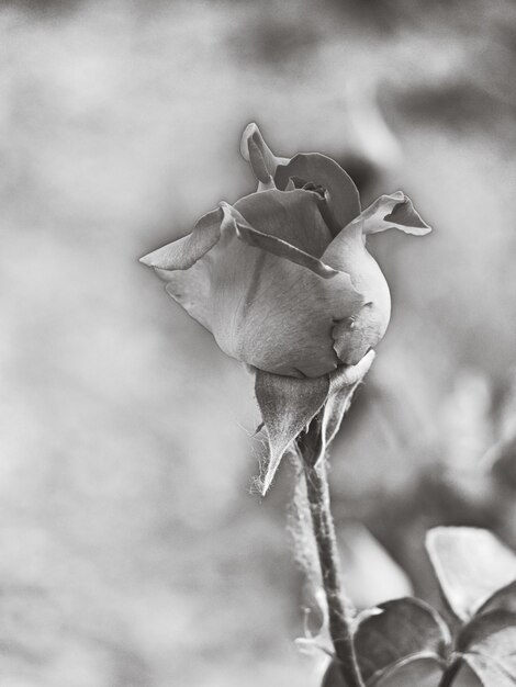 Close-up of wilted rose