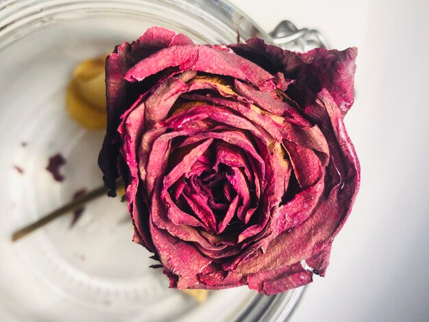 Foto prossimo piano di una rosa appassita