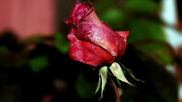 Photo close-up of wilted rose