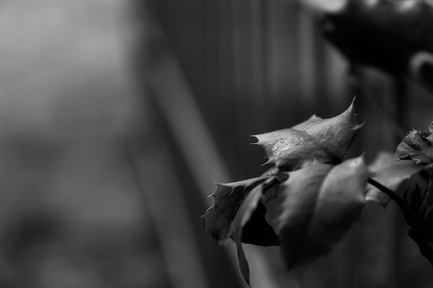 Photo close-up of wilted rose