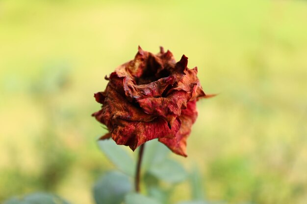 Close-up of wilted rose