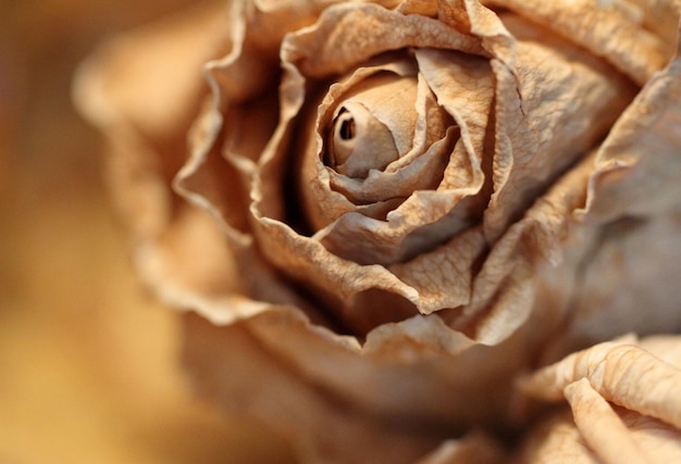 Close-up of wilted rose