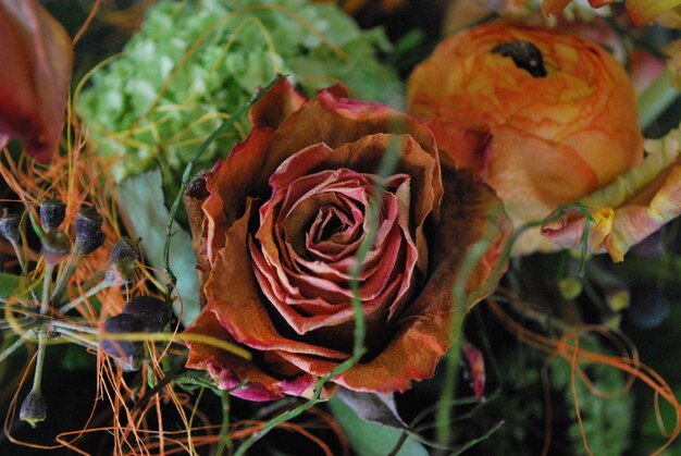 Photo close-up of wilted rose