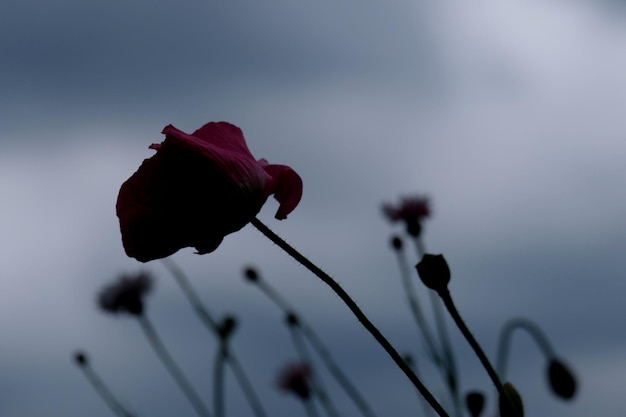 Foto prossimo piano di una rosa appassita