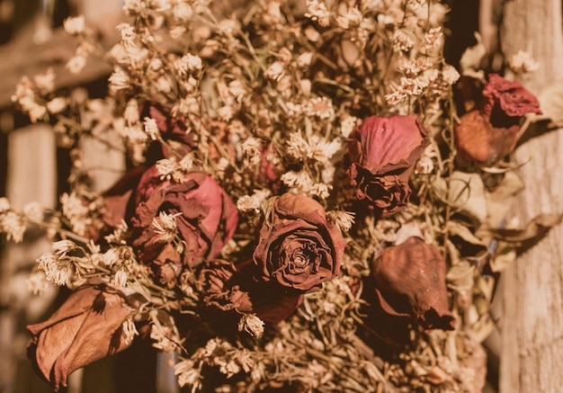 Photo close-up of wilted roses