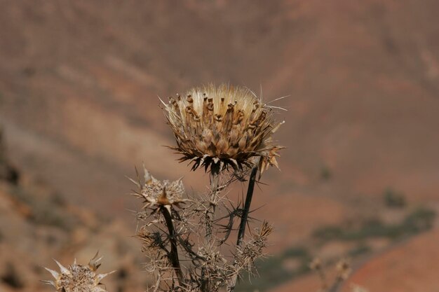 Photo close-up of wilted thistle