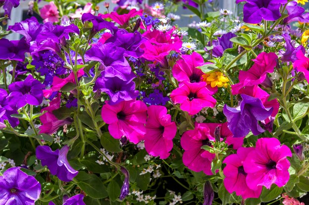 Close-up of a window box outside a property in Rusper