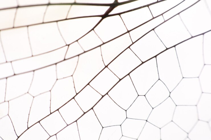 Photo close up wings dragonfly macro on white