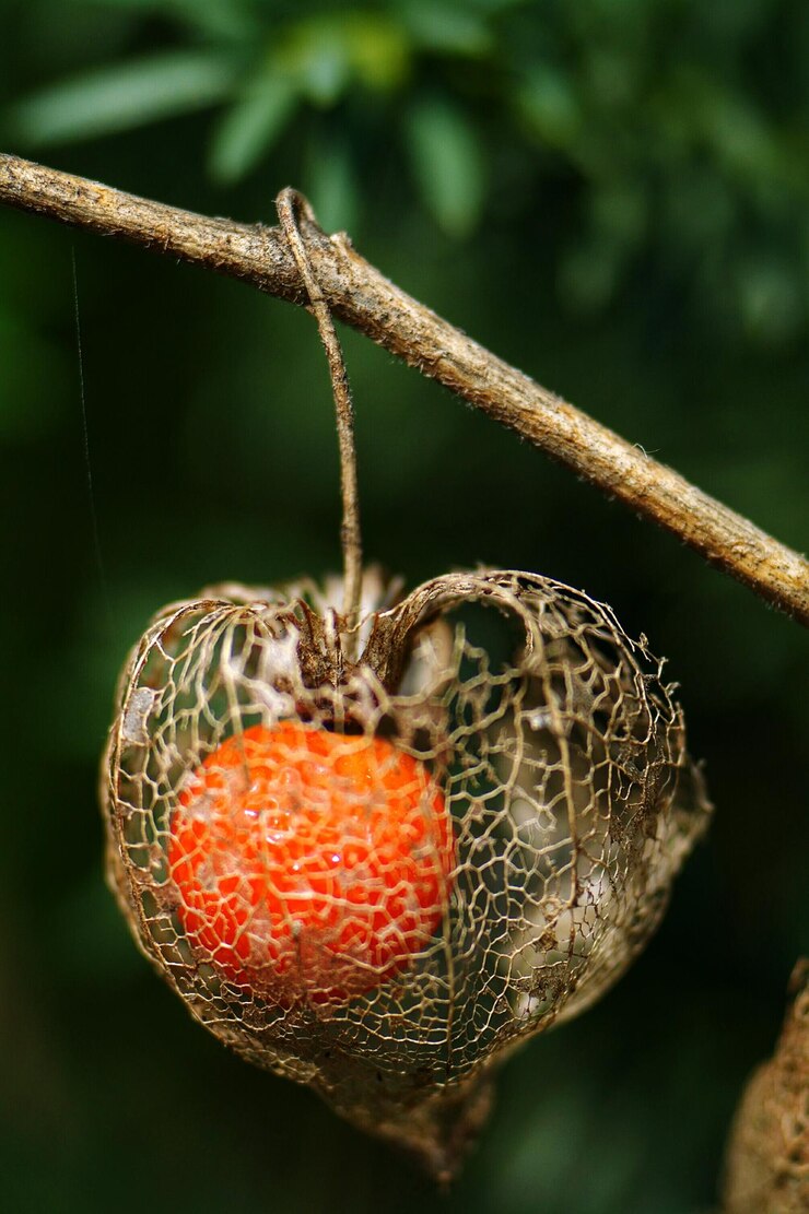 Photo close-up of winter cherry hanging from stem
