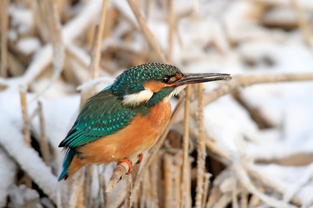 Close-up winterportret van een ijsvogel zit op het riet met een bevroren snavel