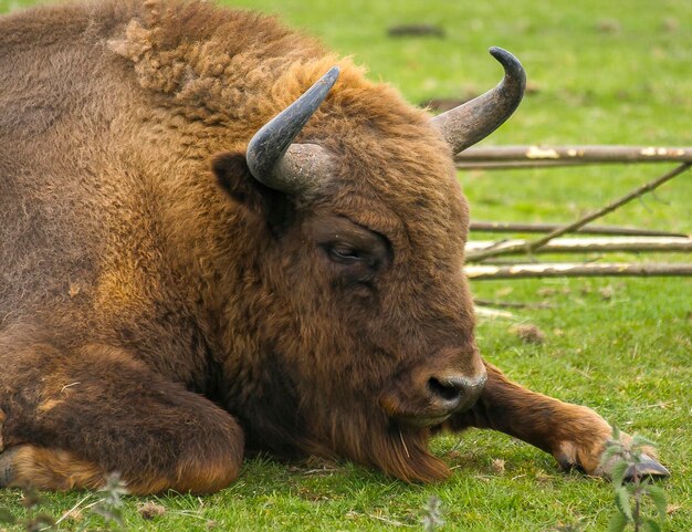 Photo close-up of wisent  on field