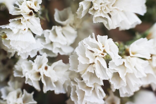 Close up with many white flowers pattern