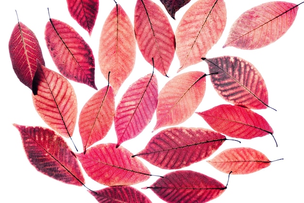 Close up with red leaves on isolated white background