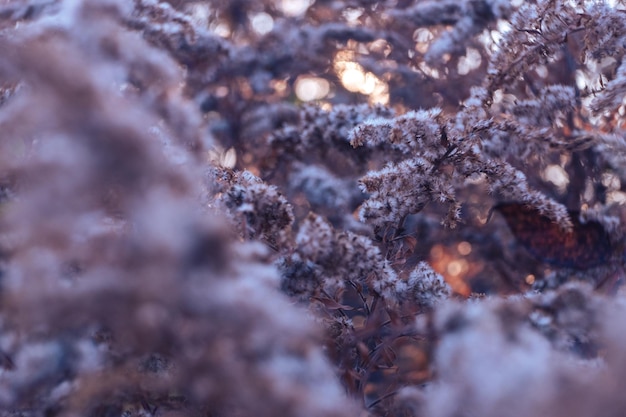 Close up withered plant bright shining bokeh fluffy inflorescences sunny autumn day season weat