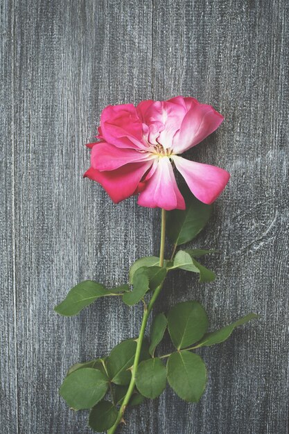 Close up withering pink rose