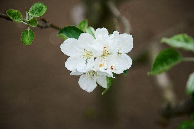 Close-up witte bloem op het takje van een bloeiende appelboom in de tuin Lente