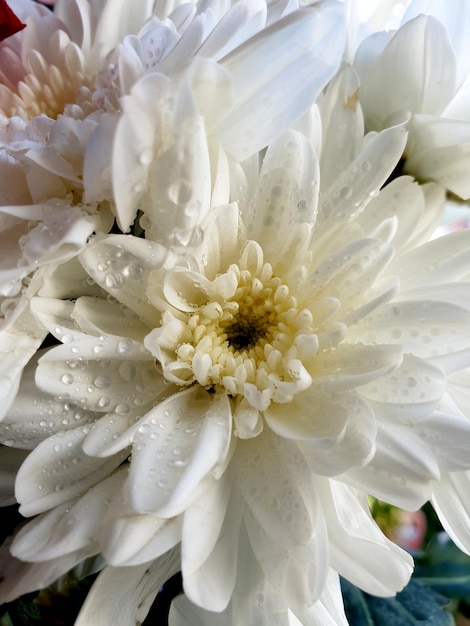 Close-up Witte Chrysanthemumbloem in de tuin