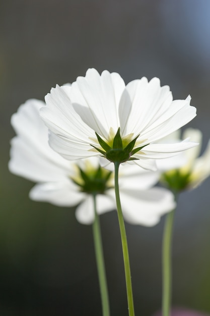 close-up witte cosmosbloem