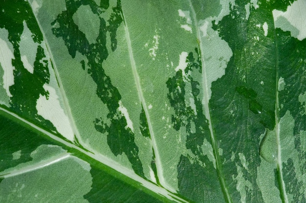 Close-up witte gevlekte bladeren, groene bladtextuur