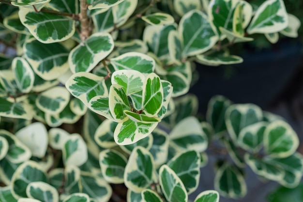 Foto close-up witte gevlekte bladeren, groene bladtextuur