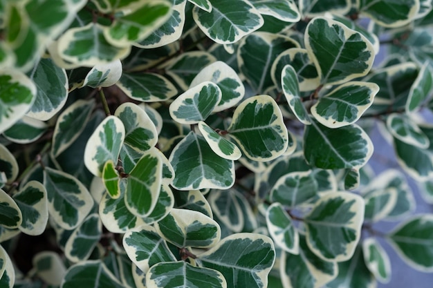 Close-up witte gevlekte bladeren, groene bladtextuur