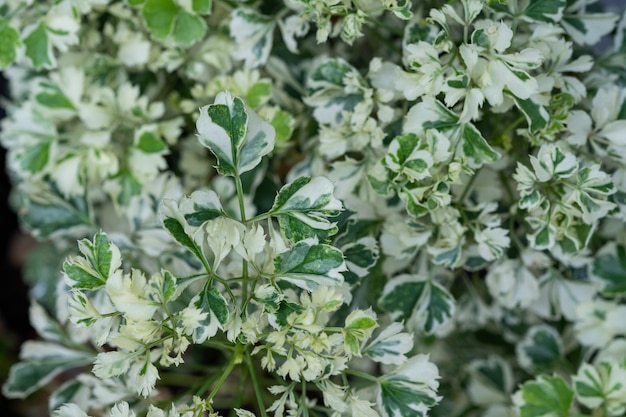 Close-up witte gevlekte bladeren, groene bladtextuur