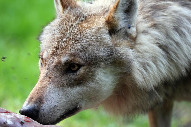 Foto close-up del lupo che guarda da un'altra parte